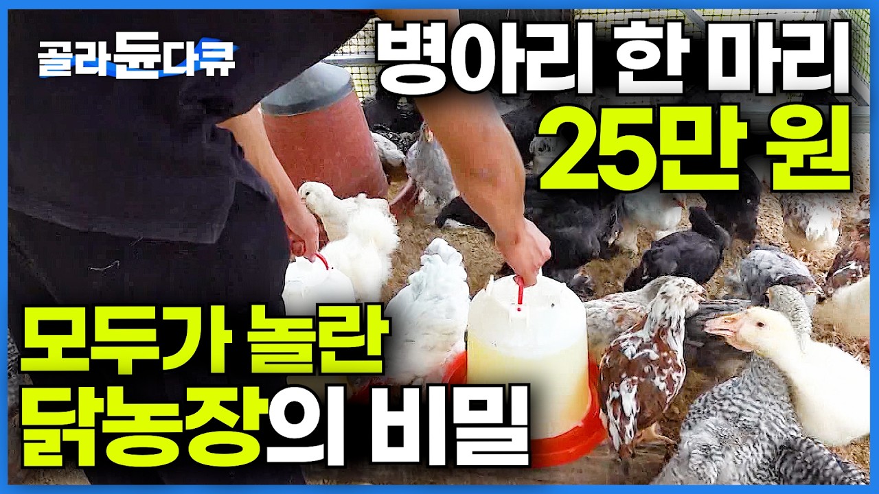 일반 닭의 수십 배. 한국도 슬슬 판매가 시작됐다│병아리는 25만 원부터? 관상 닭 농장의 모든 것│극한직업│#골라듄다큐