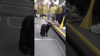 el viaje del michi #transmilenio #gato #cat #curiosity #adventure #colombia #discovery video by GFVR