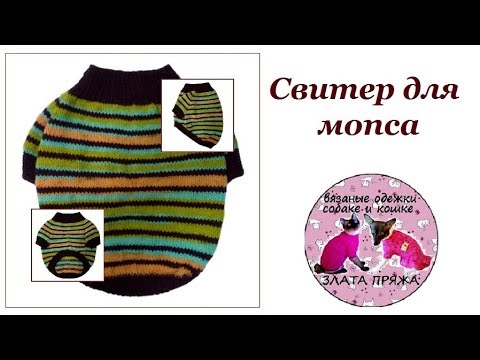 Как связать одежду для мопса своими руками спицами