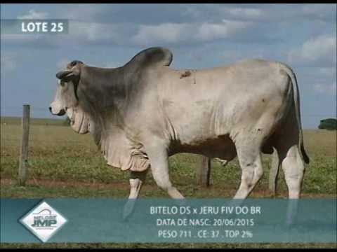 LOTE 25