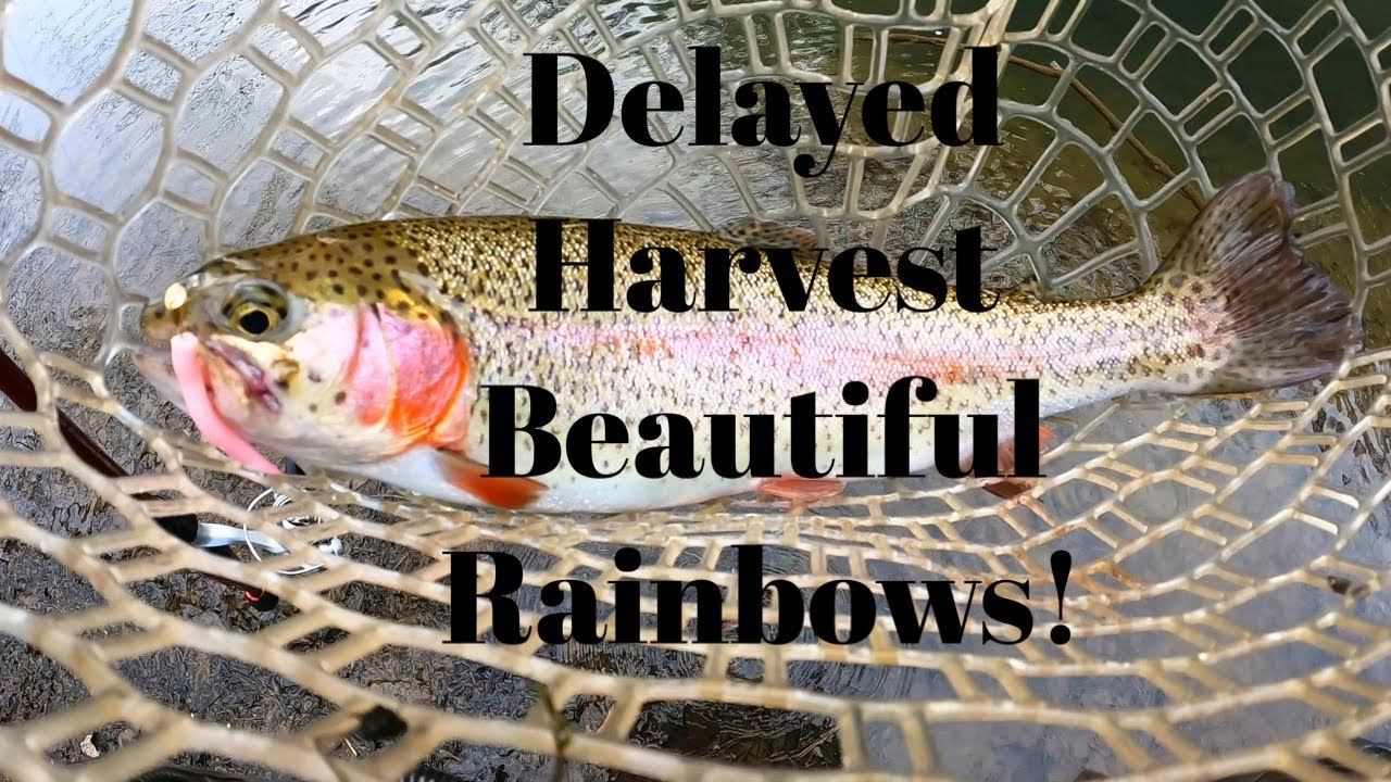 TIPS To CATCH More TROUT I Catch Some BEAUTIFUL Rainbow Trout While tips-to-catch-more-trout-i-catch-some-beautiful-rainbow-trout-while