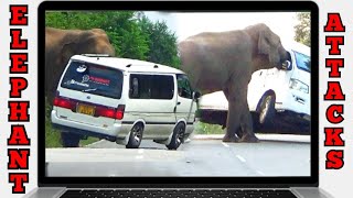 Vans attacked by wild elephants in an unbelievable moment