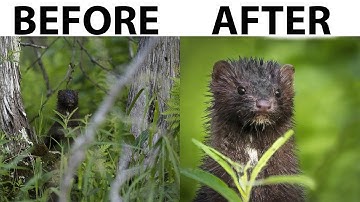 Wildlife Photography Editing Workflow for RAW Images | Using DXO PureRAW 2 & Topaz Labs