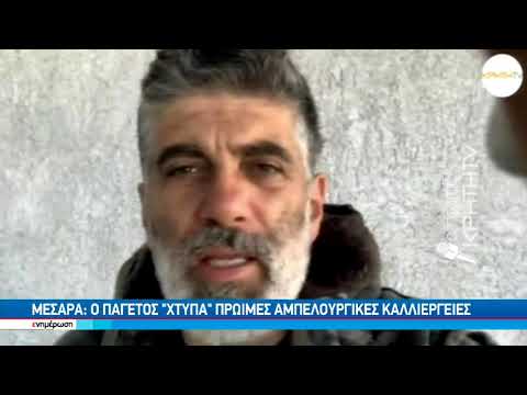 Μεσαρά: O παγετός "χτυπά" πρώιμες αμπελουργικές καλλιέργειες