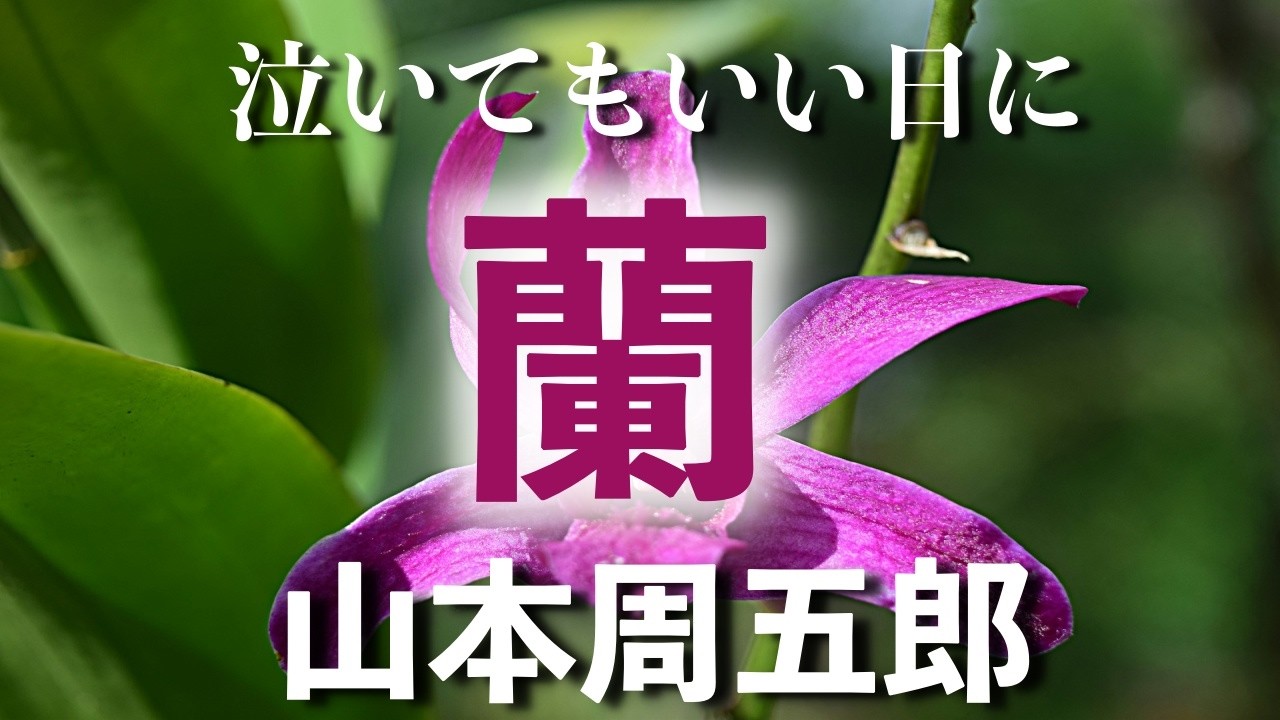 【朗読】平三郎と生之助が深く強く愛したのは同じ人だった。そこへ揉め事が起こり...美しい自然と人間の複雑な情感が交錯する、心揺さぶる傑作【山本周五郎　蘭】 