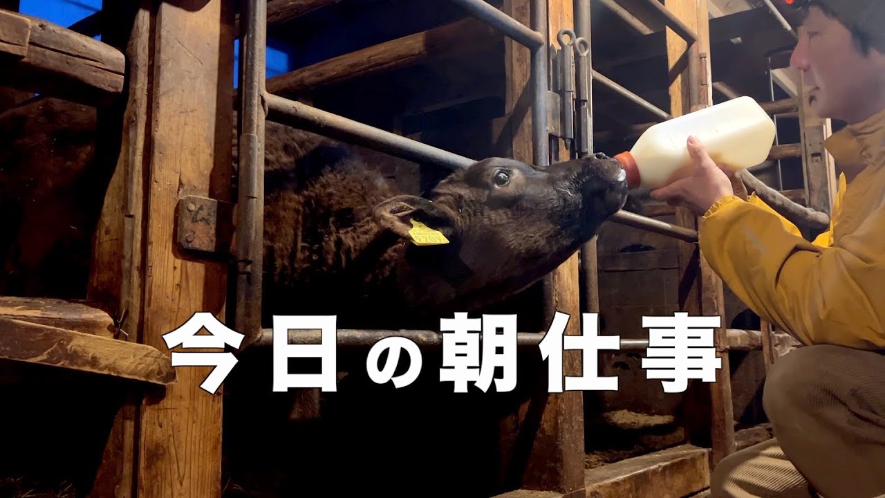 我が家の朝仕事「和牛繁殖農家」