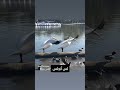دوتازوج جوان کنارتالاب بالبوا پارک لس آنجلس# LA#
