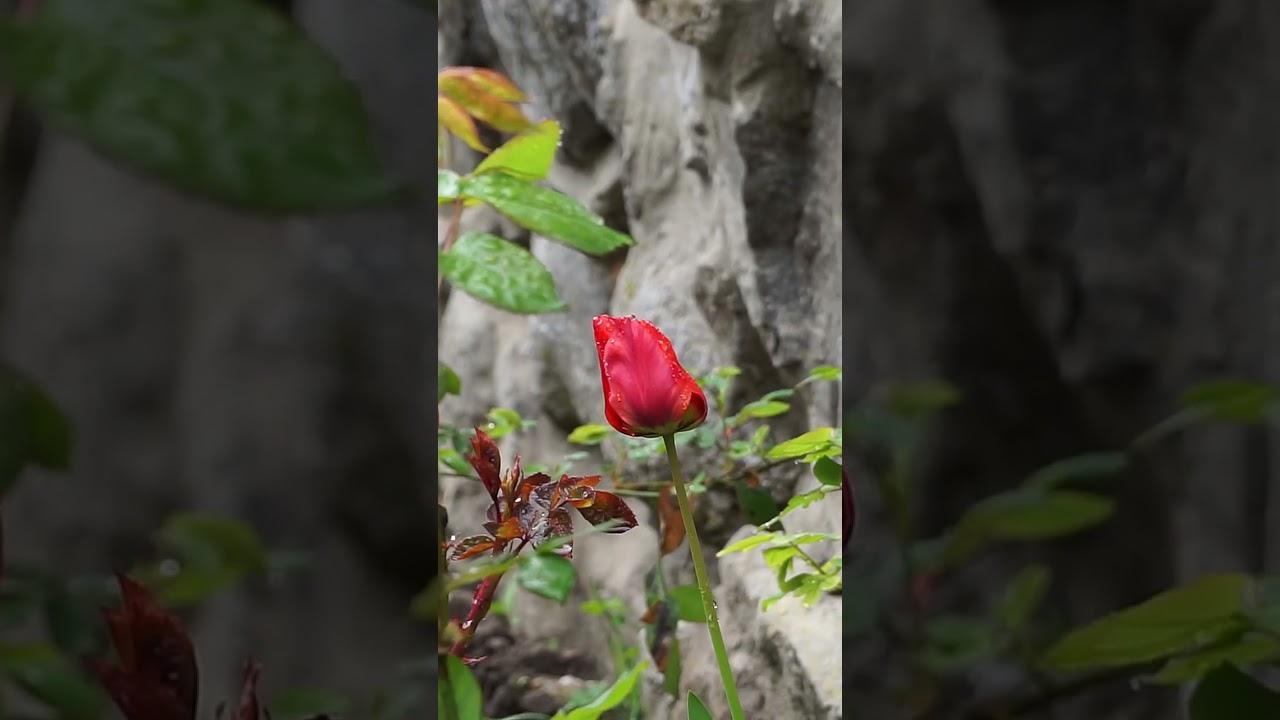 Green Monastery is the most revered in Georgia