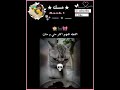 قطط اخر زمان🐈‍⬛🙈!.#shortvideo#youtubeshorts#video#duet#explore#reels#funny#fyp#اكسبلور#short#like