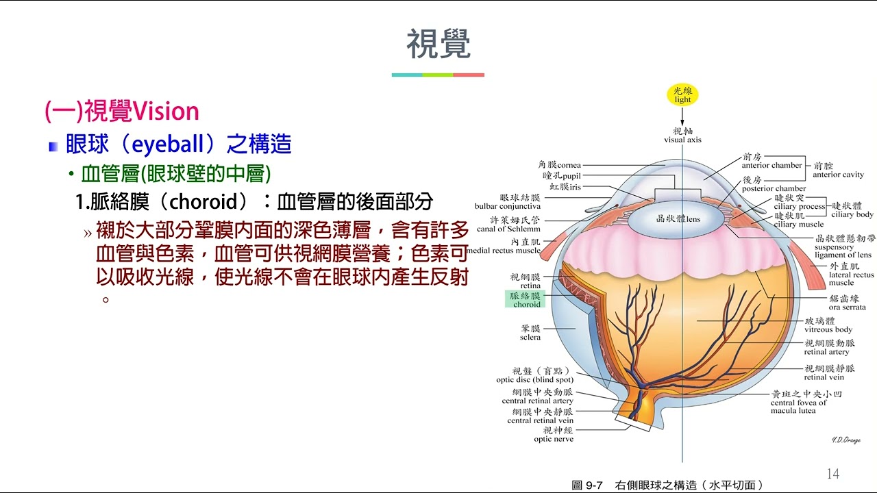 解剖生理Ch 9 感覺 特殊感覺3 - YouTube