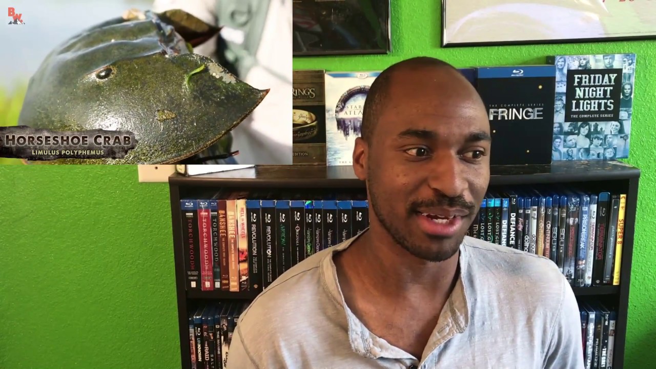 Brave Wilderness - "Do Horseshoe Crabs STING?!" REACTION!!!