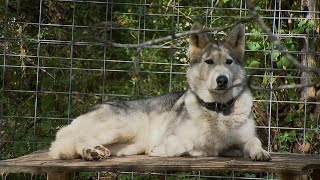 Refuge Ridge Wolfdogs | Kentucky Life | KET.org