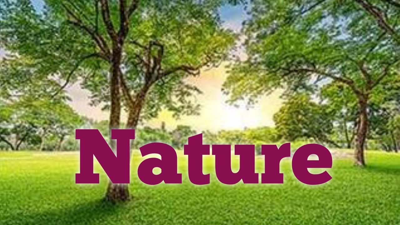 Rose flower video free download/Love flower video download YouTube