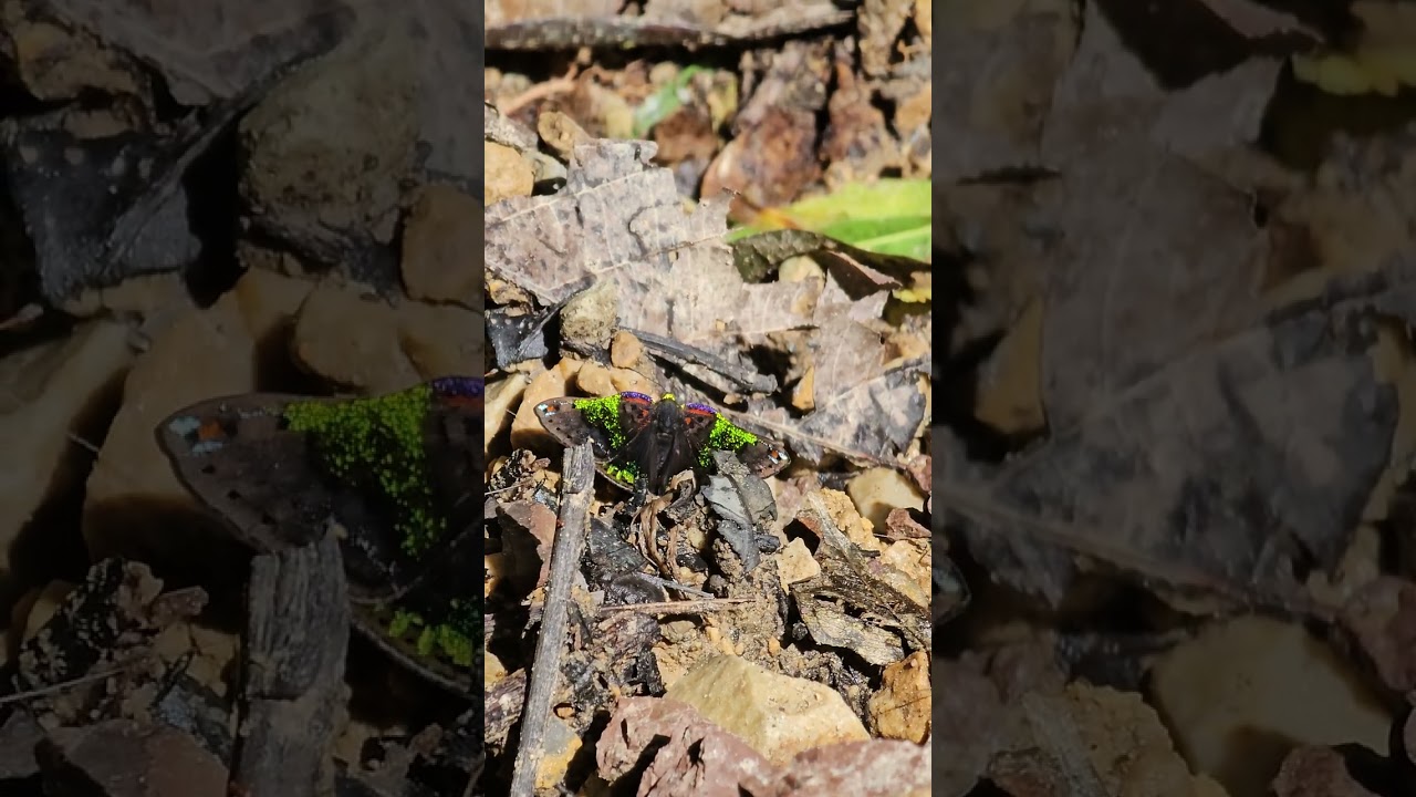 BRIGHTLY COLORED AMAZONIAN BUTTERFLY