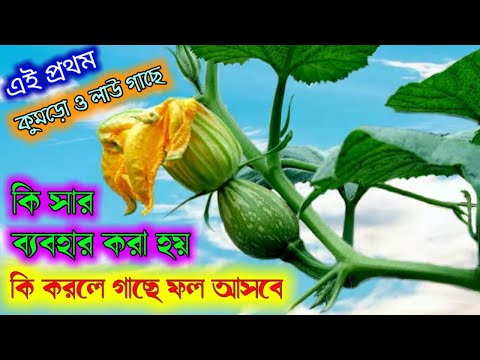 ভিডিও: কীভাবে কুমড়ো বেক করবেন