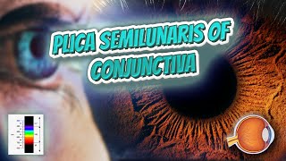 Plica semilunaris of conjunctiva - Your EYEBALLS - EYNTK 👁️👁️💉😳💊🔊💯✅