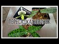 62. Пересадка новых башмаков Мауди и Беллатулум🤗