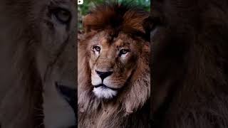 Download Lagu akale MP3