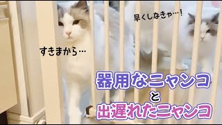 器用なニャンコの後を追いかけるも…|PECO