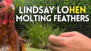 CHICKENS MOLT?! Lindsay LoHEN is losing ALL her feathers OMG