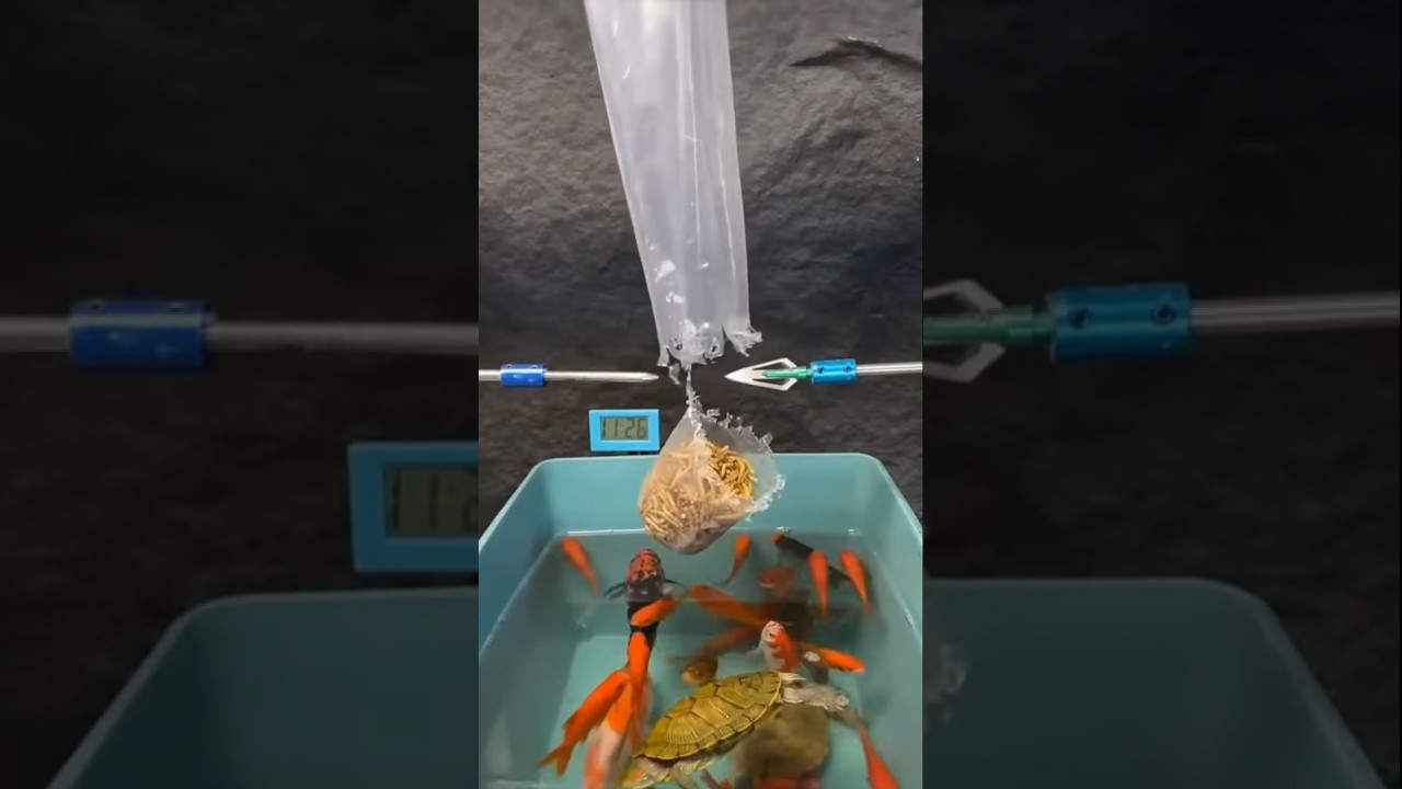 Livestream von Grom_streams