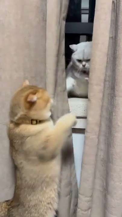 Download lagu kucing ini malah beratem#cat #kucing #kucinglucu #kucingimut #cute #cutecat #ytshorts #