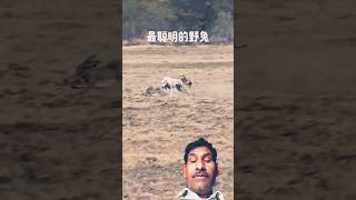 animal funny fighter #animals #viral #funny #comedy #shorts