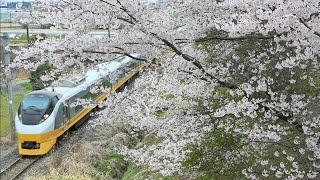 【桜】特急ひたち3号 品川発仙台行 E657系K2編成ｲｴﾛｰｼﾞｮﾝｷﾙ 相馬 4/13