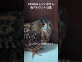 今日のジュニちゃん🦉産卵期終わった #癒し #かわいい