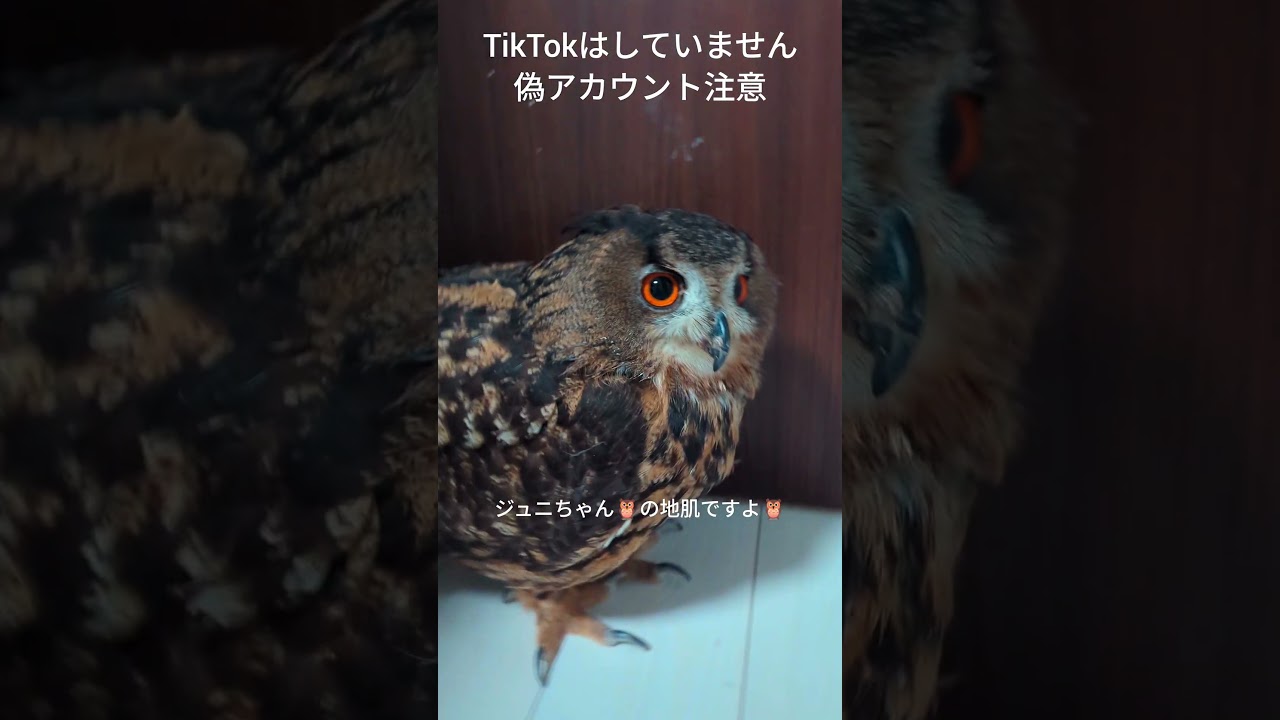 今日のジュニちゃん🦉産卵期終わった #癒し #かわいい