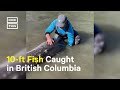 This 500-lb Sturgeon Could Be Over 100 Years Old #Shorts