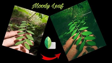 Moody Dark Green leaf editing | Dark Green | Snapseed tutorial | Android | IPhone