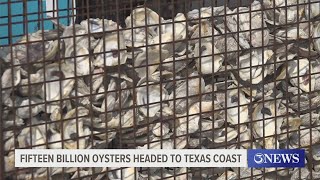 Fifteen billion oysters headed to restore population on Texas coast