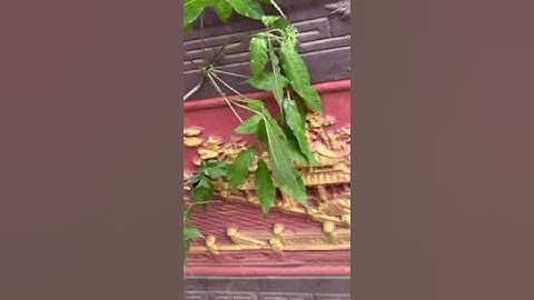 1 củ sâm rừng 1 lạng bao kiểm định giá yêu thương 0377965679 e Nguyệt nhé