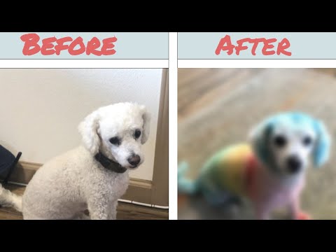 dyeing-dogs-hair-rainbow-colors-prank-(unexpected-reaction)