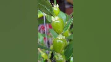 Nụ lan chuỗi ngọc