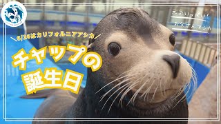 誕生日】カリフォルニアアシカ「チャップ」13歳の誕生日