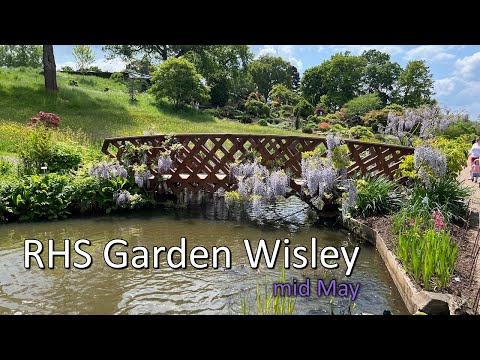 RHS Garden Wisley: garden walk in mid May