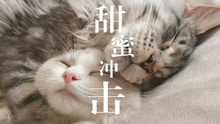 布偶与缅因的甜蜜冲击！ by Caesar and Loki's Wild Dad 18 views 3 months ago 2 minutes, 8 seconds