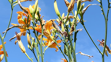 Panasonic Lumix LX10 LX15 4K video sample 2