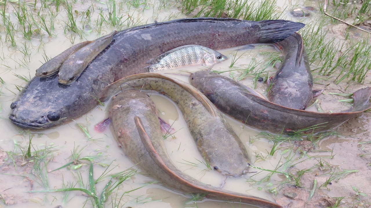 net fishing wa Wow! Amazing Cambodian People Catching Fish By Hands-Amazing Fising Videos Hunter-Best Video Fishing