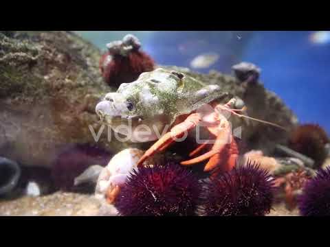 valencia aquairium41 preview　王鉄成