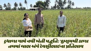 દુધાળા ગામે નવી ખેતી પદ્ધતિ: જીપ્સમથી કાળા તલમાં લાભ અંગે દેવશીભાઈના પ્રતિભાવ II #sskk #gypsum