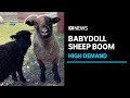 Hobby farmers are increasing demand for babydoll sout.own sheep  abc news