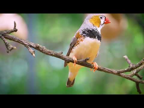 Zebra Finch Calls – Communication in Action 🐤💬