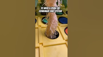 Increase The Size Of Your Hydroponic Roots! #shorts #hydroponics #roots