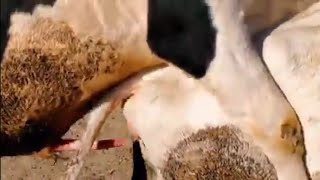 Murra Bull Meeting|New Cow Bull Mating 2022|Hd cow Bull video