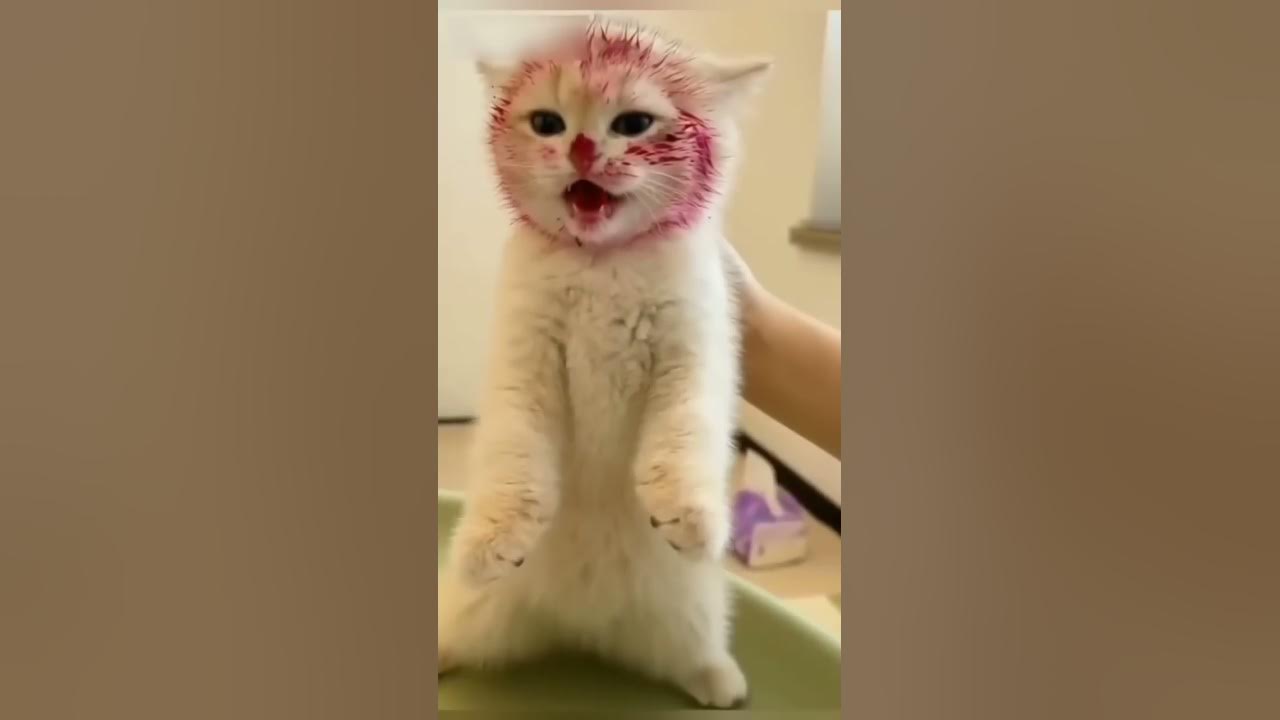 Mukanya tolong dikondisikan ππ #shorts #viral Mukanya tolong dikondisikan ππ #shorts #viral