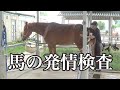 馬の発情検査【乗馬・馬術】female horse estrus heat check &test【HorseCommunicationJapan】