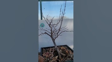 Trident Maple Dropped it